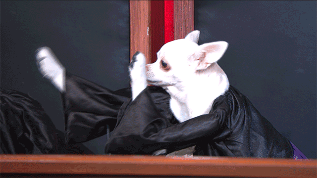 giphy-3.gif