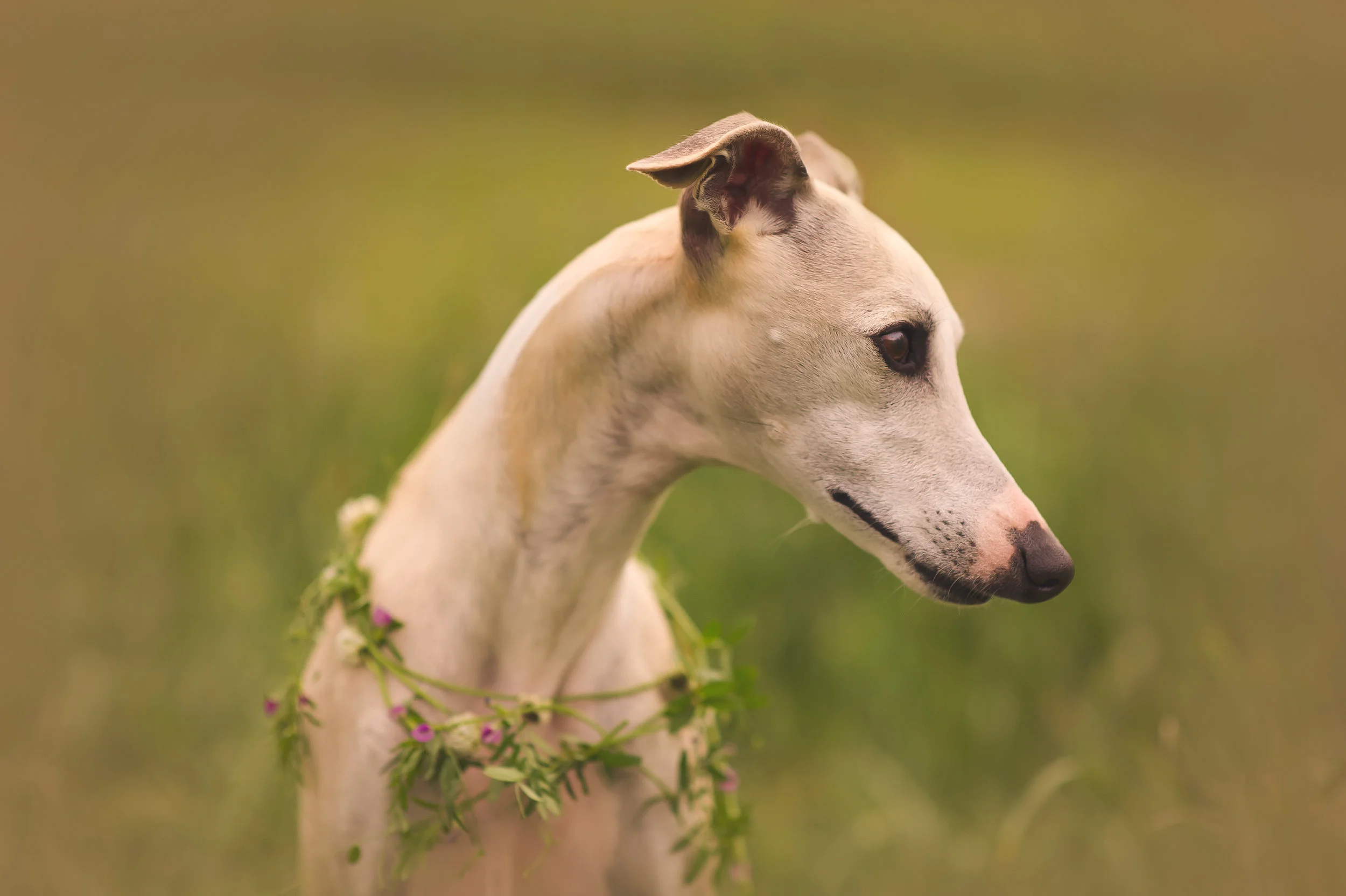 0672c.jpg