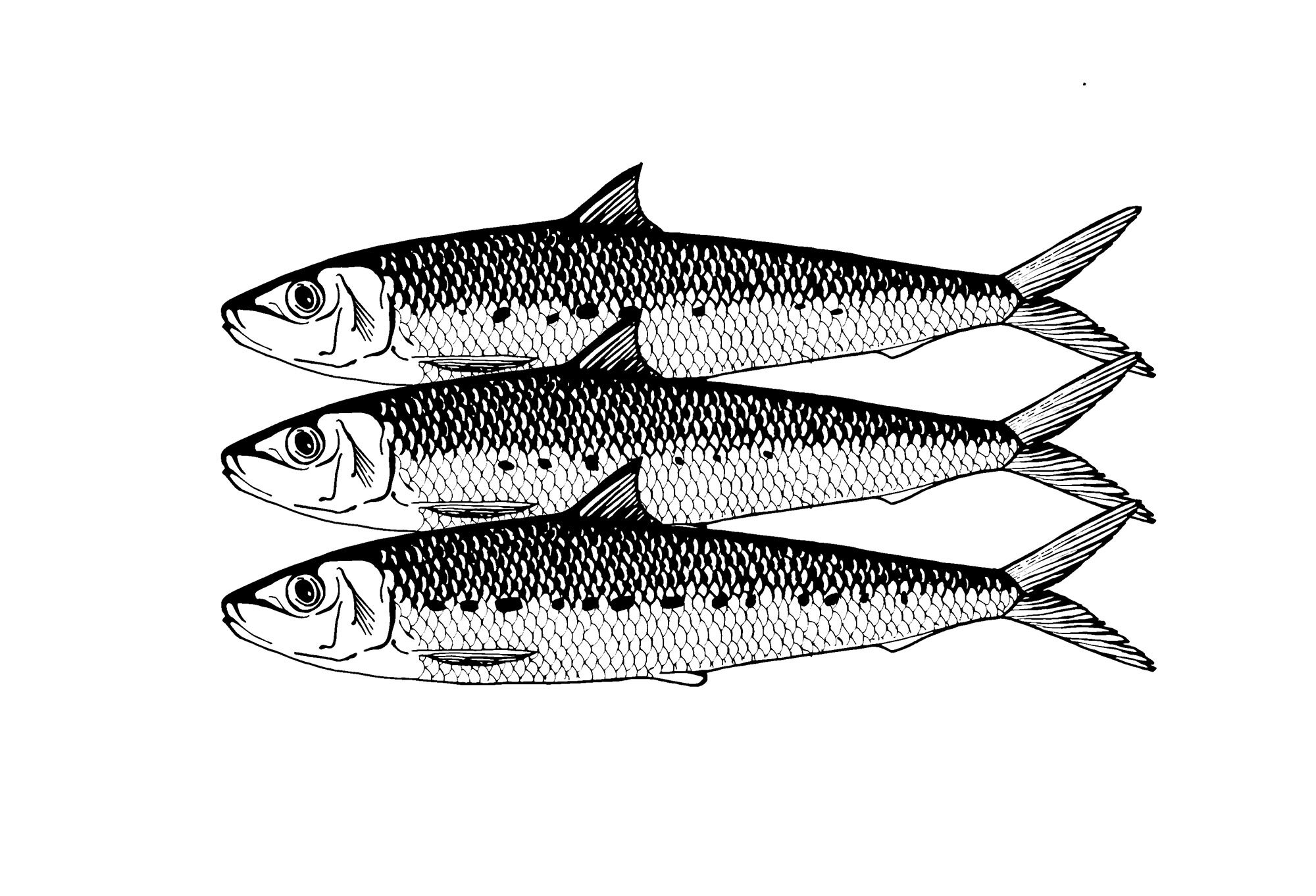 South-West: Sardines