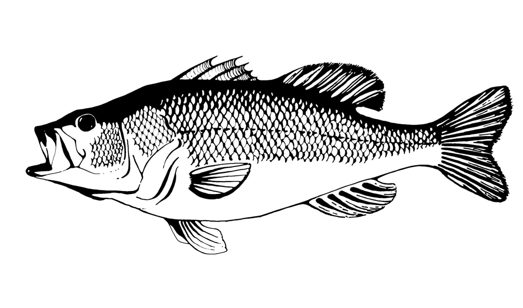 North-East: Largemouth Bass