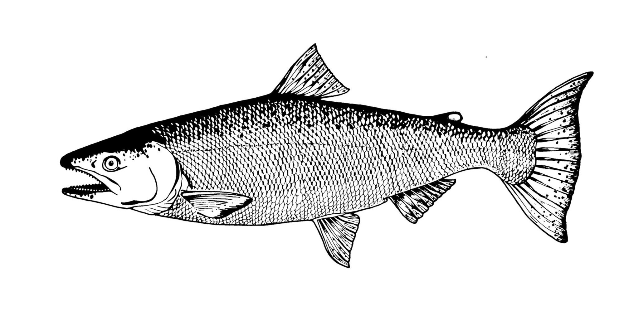 North-West: Salmon