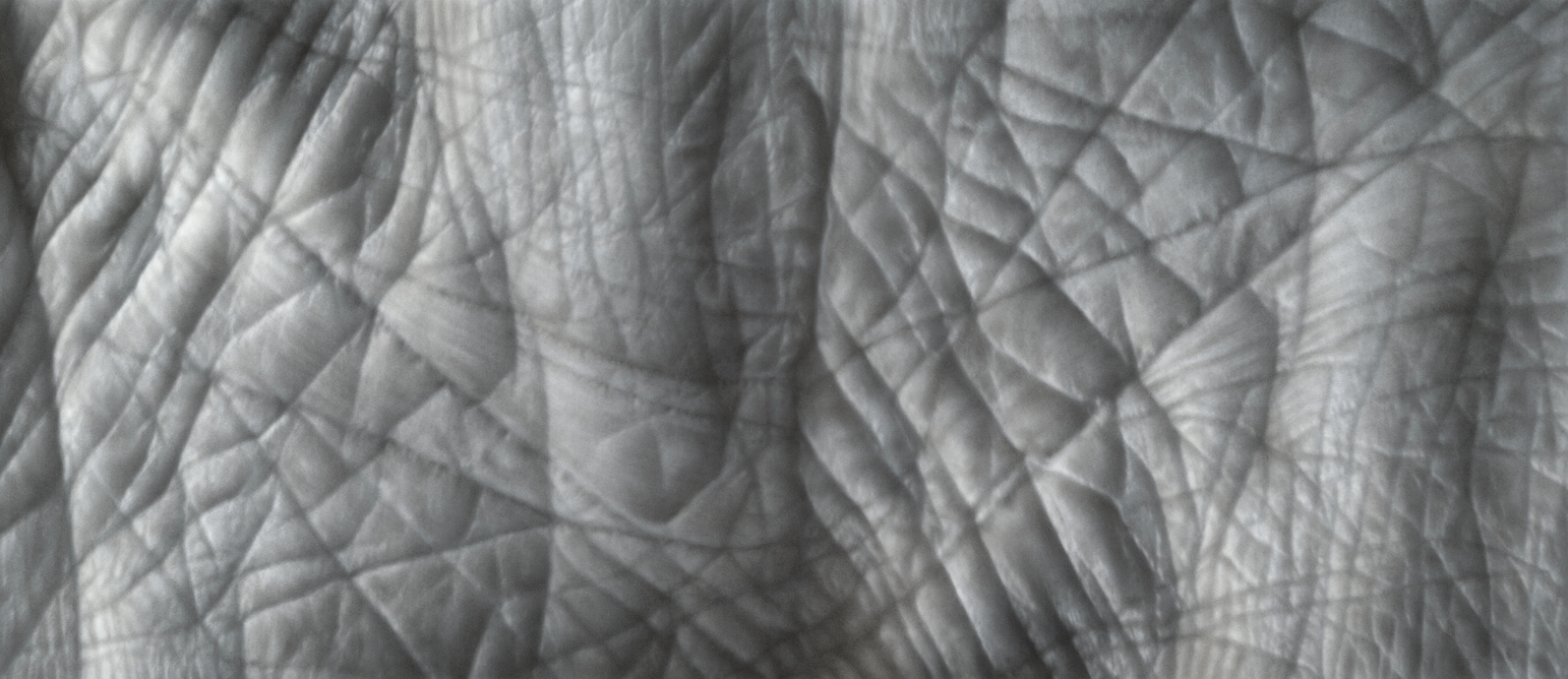 Span, 42 x 86, Charcoal and Pastel on digital ghost print