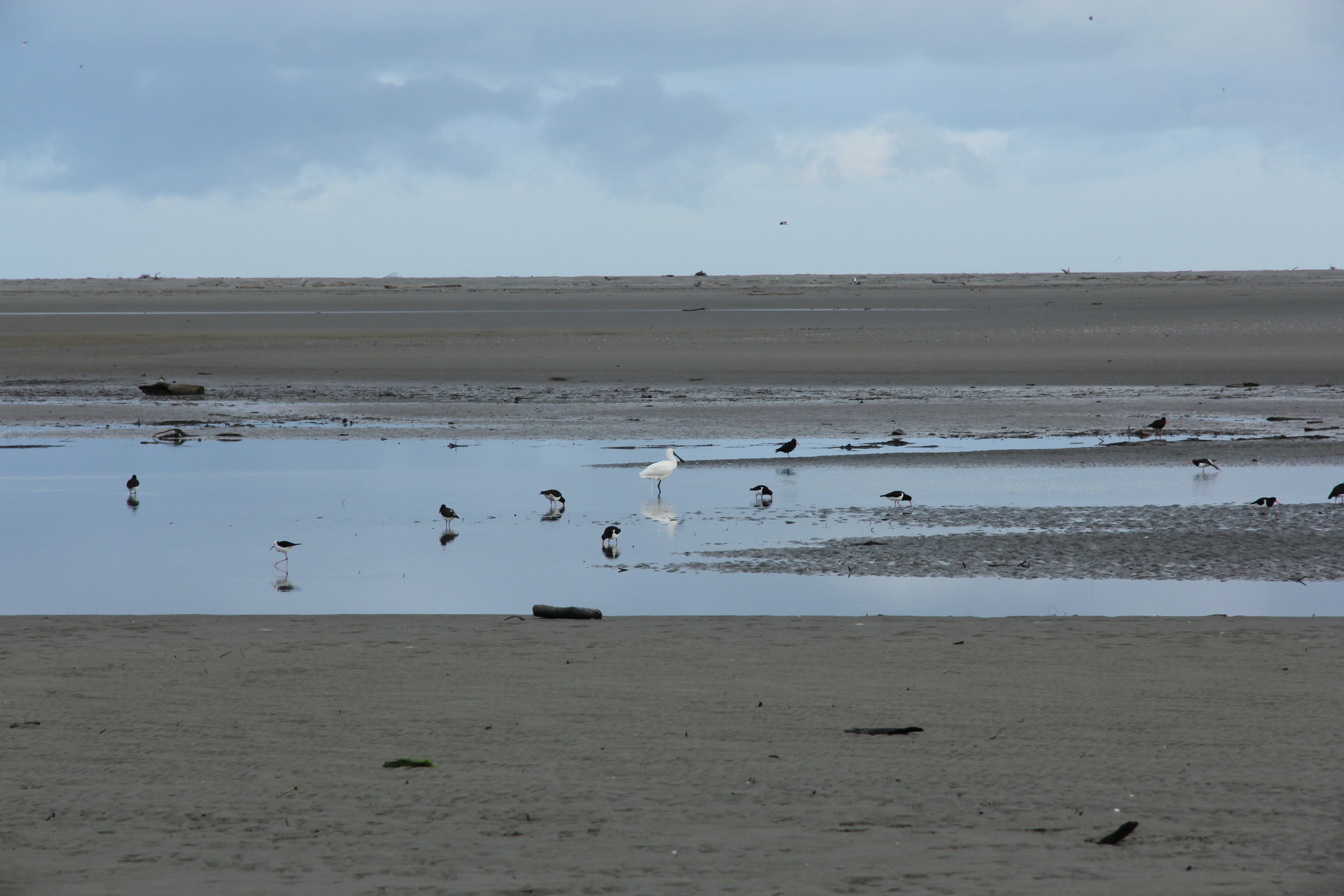 Kōtuku-ngutupapa (royal spoonbill) on Kuku beach
