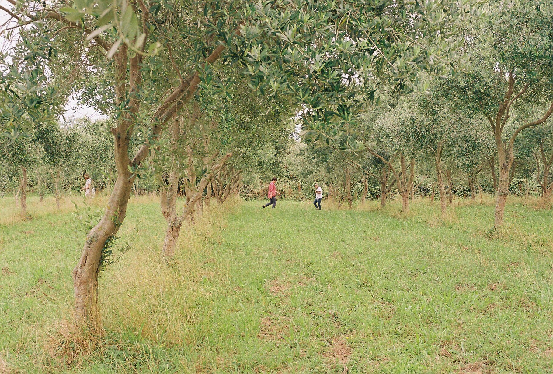 Artists moving rocks in the olive orchard. As part of Mark Harvey's performance piece 'Whakahoki' [working title]