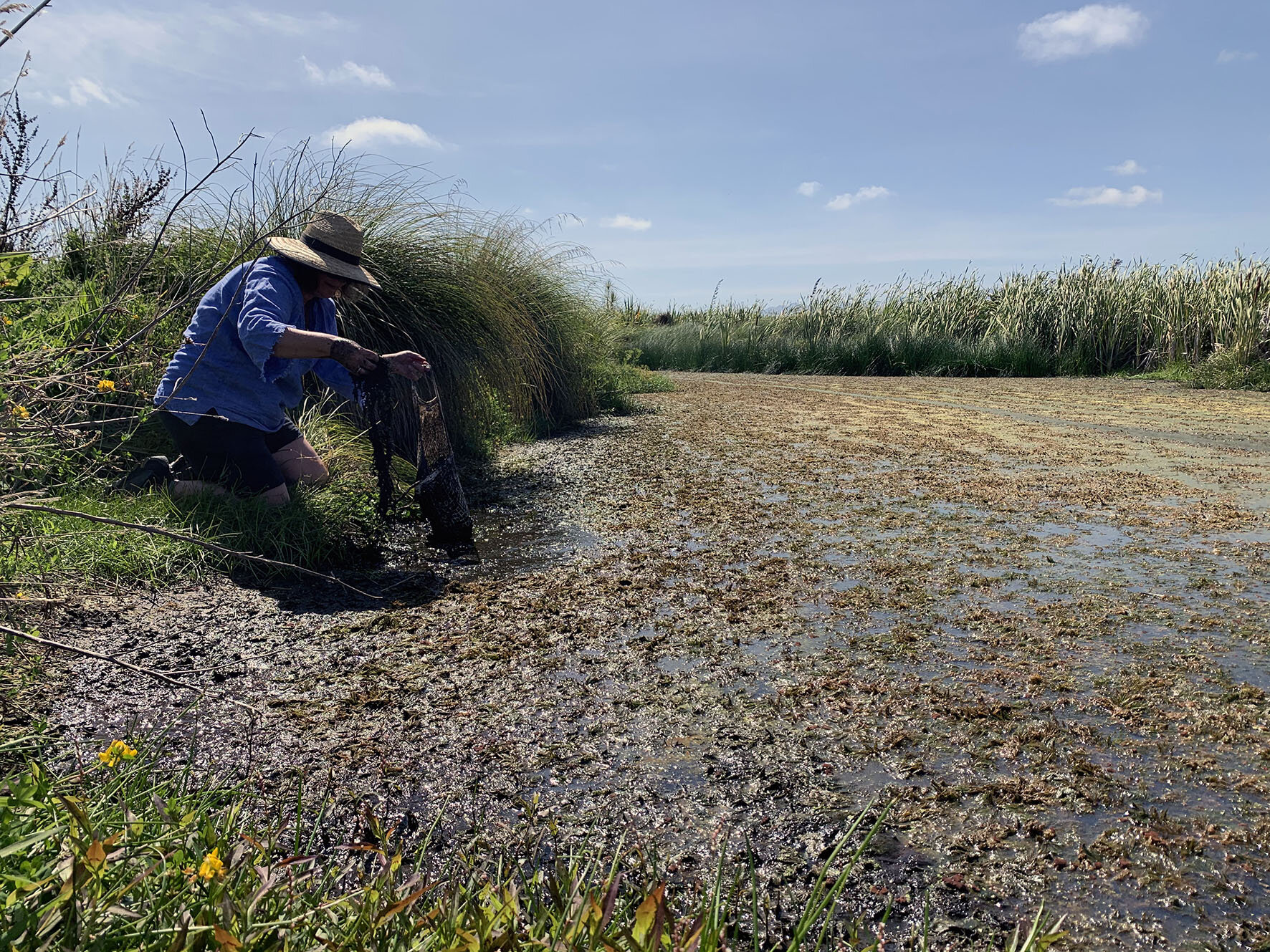 Maria O'Toole collecting hornwort from Kuku wetlands