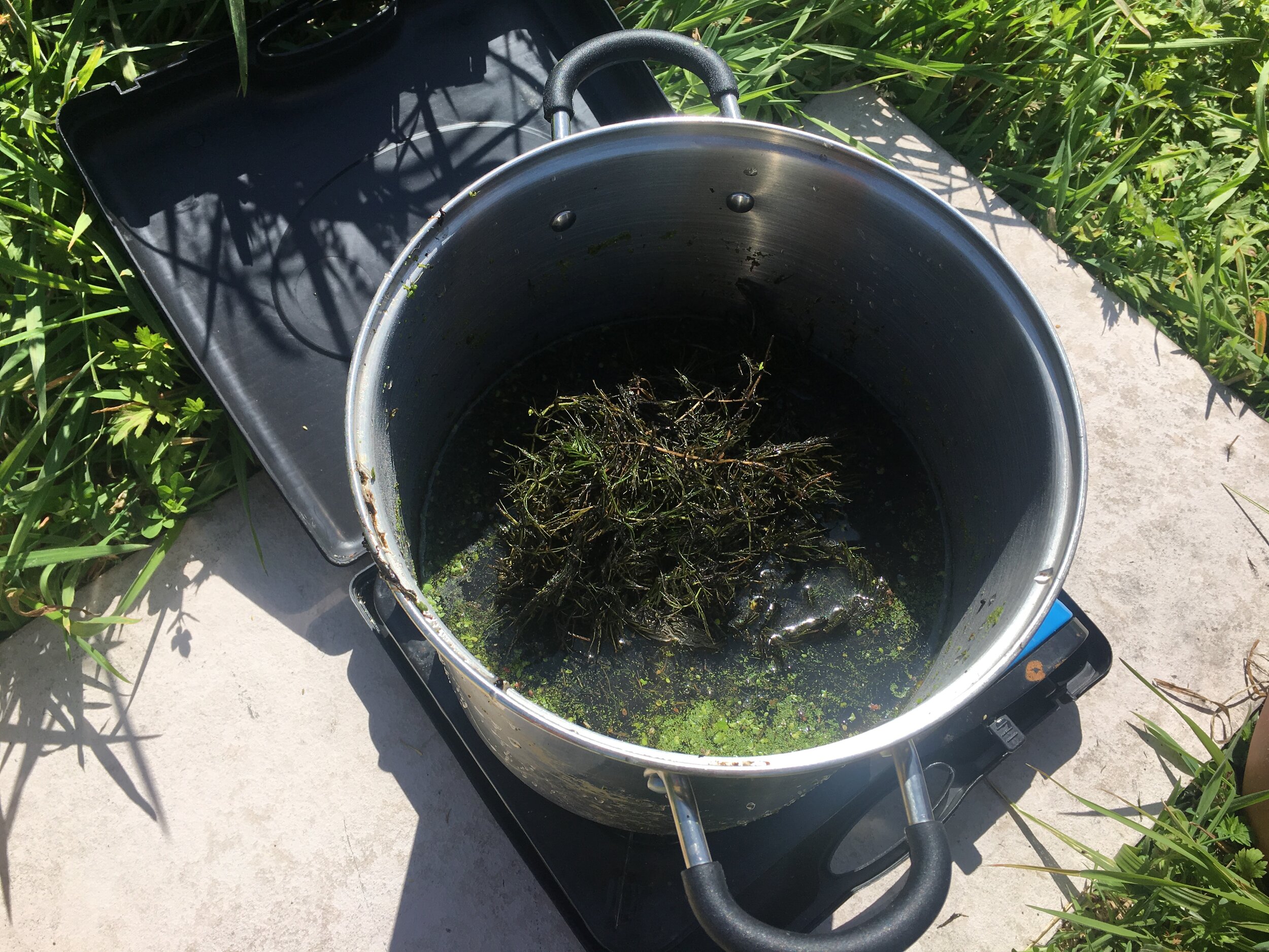 Hornwort boiling station