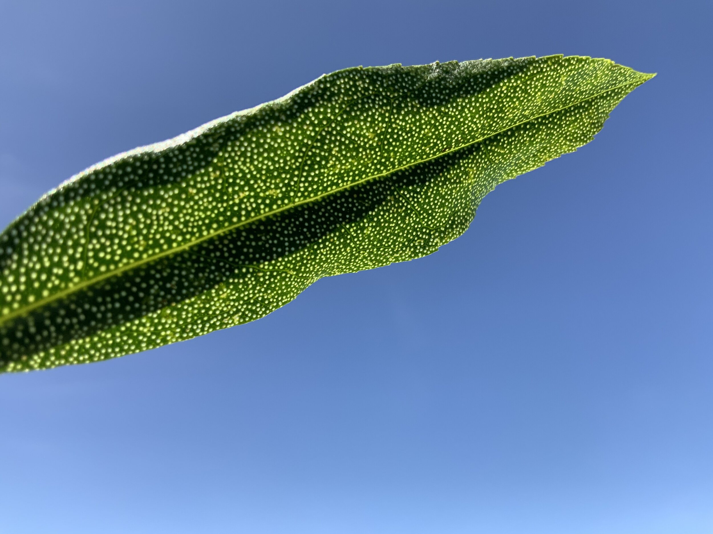 Underside of Kuku leaf