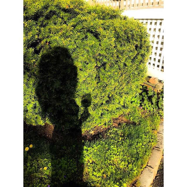 Sometimes, #shadows make your hair look huge 🙌🏻 #spring