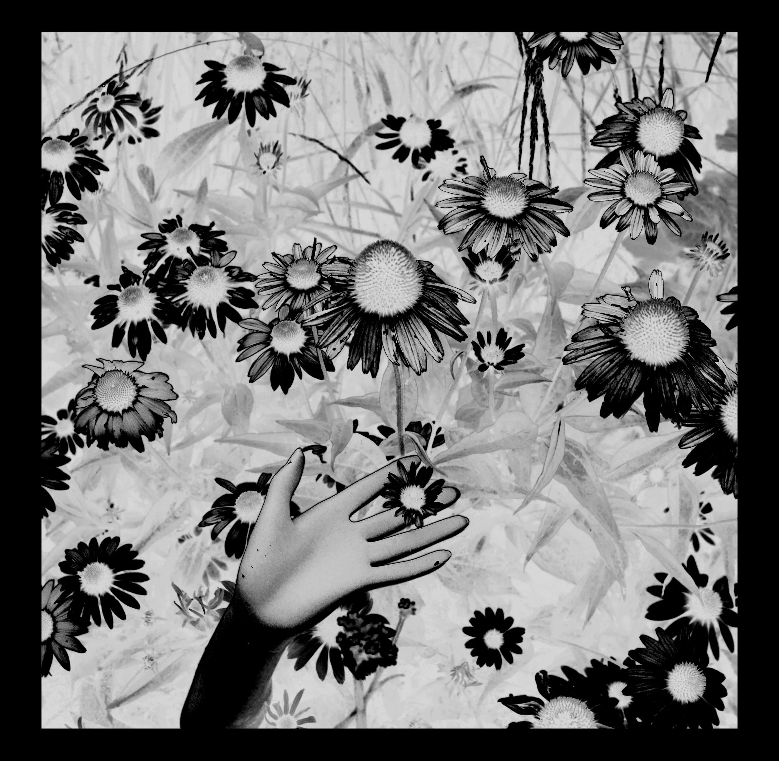 c DSC_9372 a border.jpg