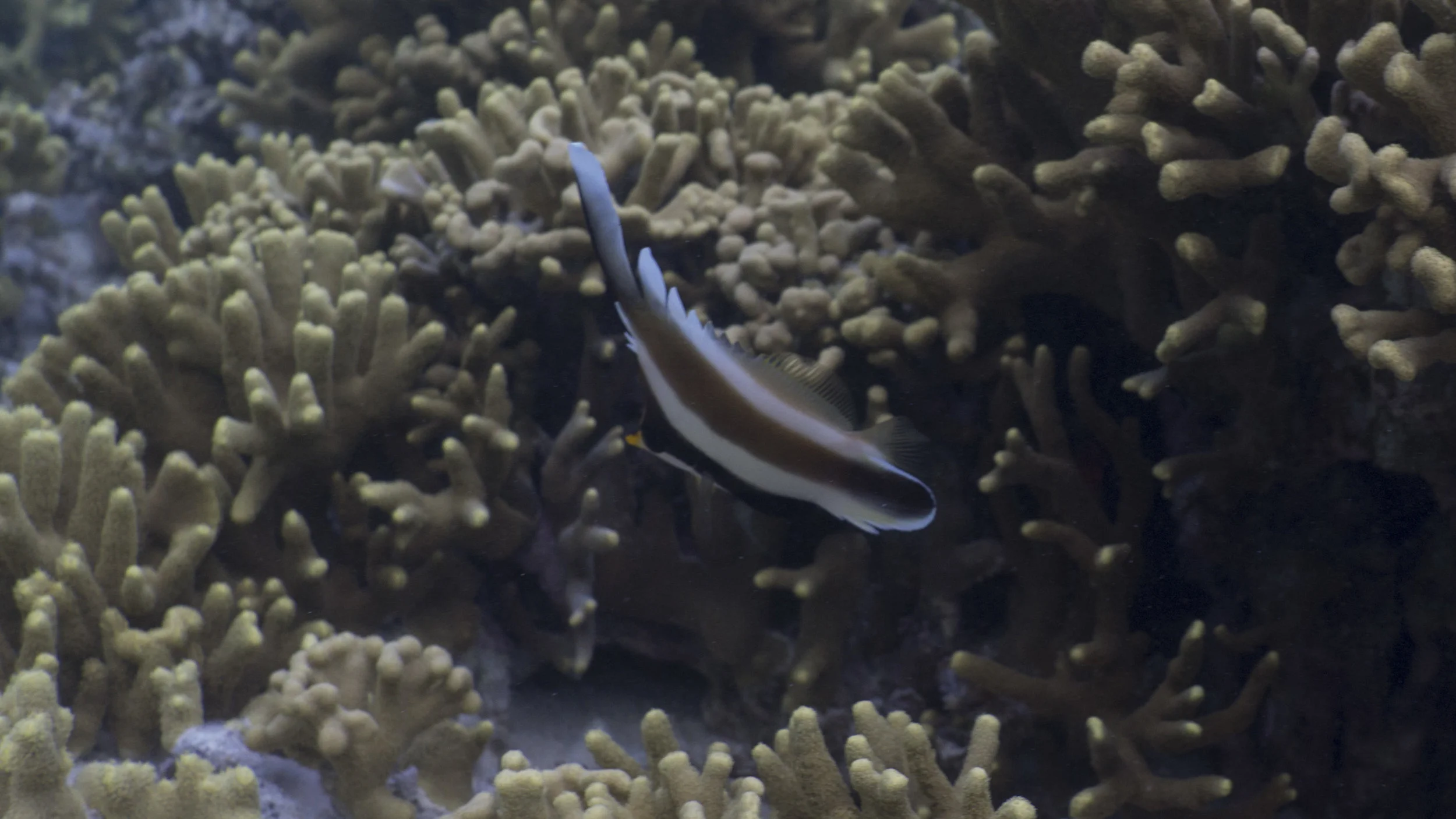 Ypao021.JPG