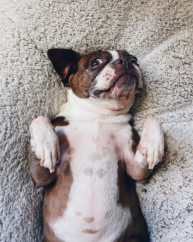 v confused why the humans aren't leaving home... ever???!!!!?!?!? 🤔 #stayhome #ineedmyspace