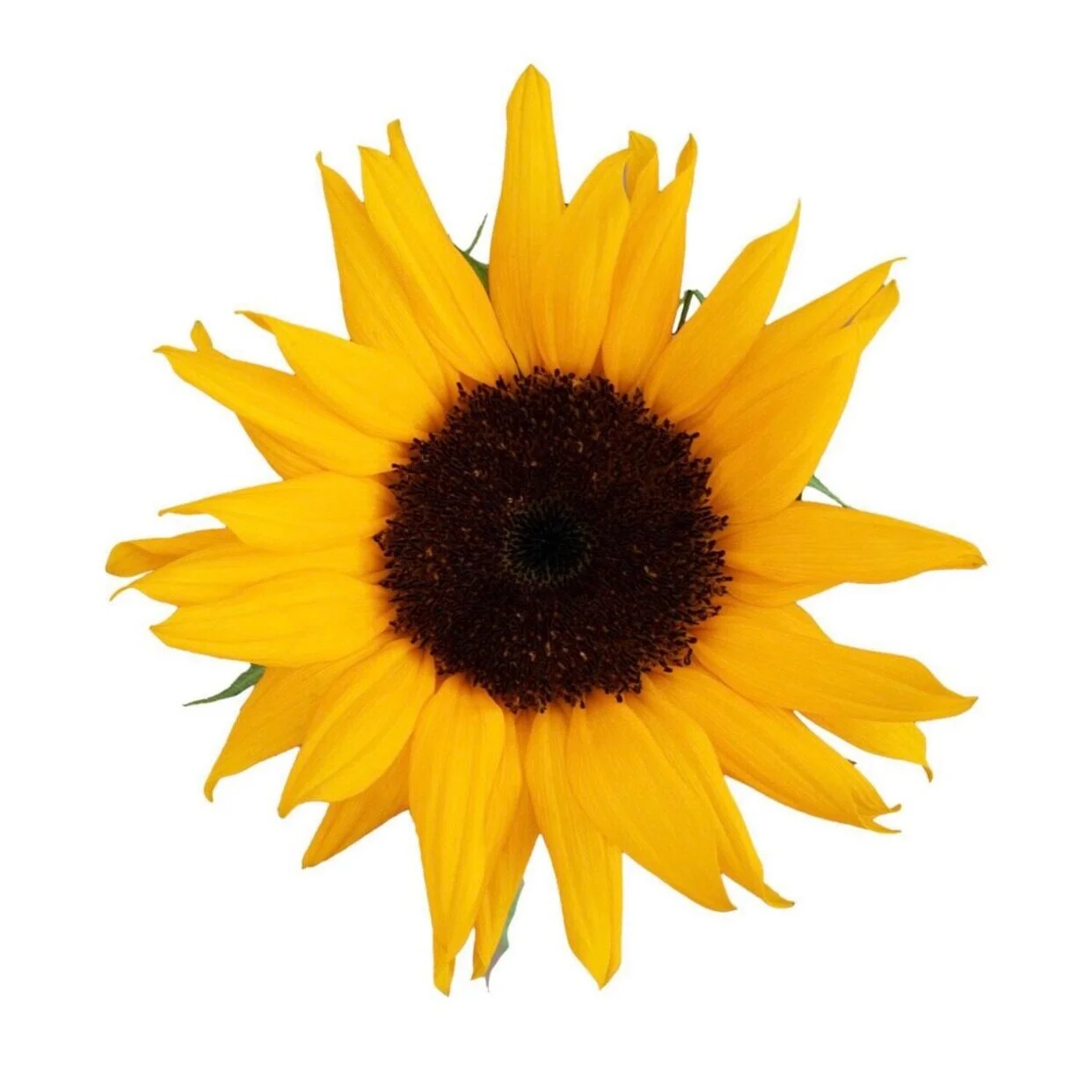 923007A9-3032-48CF-B255-E2BA0932D5D3