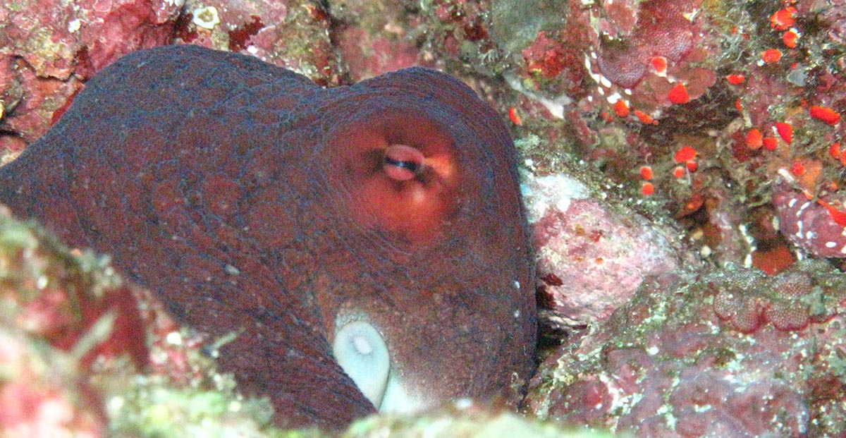 Octopus Weh.jpg