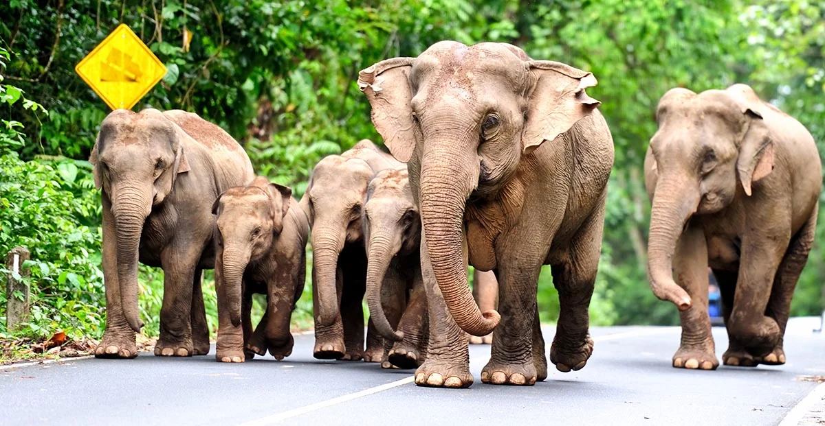 Elephants Khao Yai.jpg