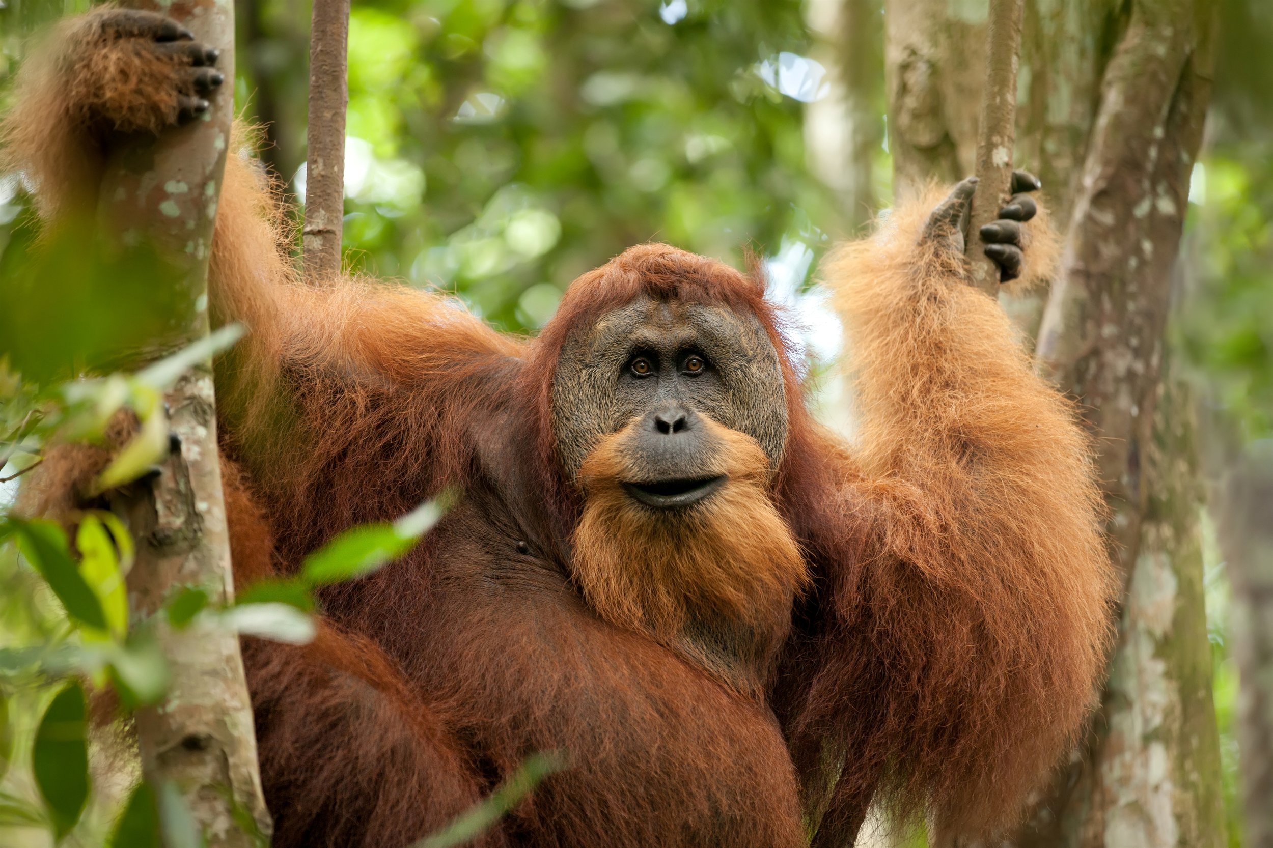 Orang Utan 03.jpg