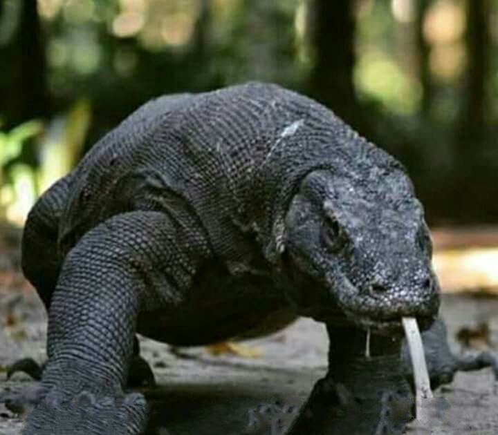 Komodo Dragon.jpeg