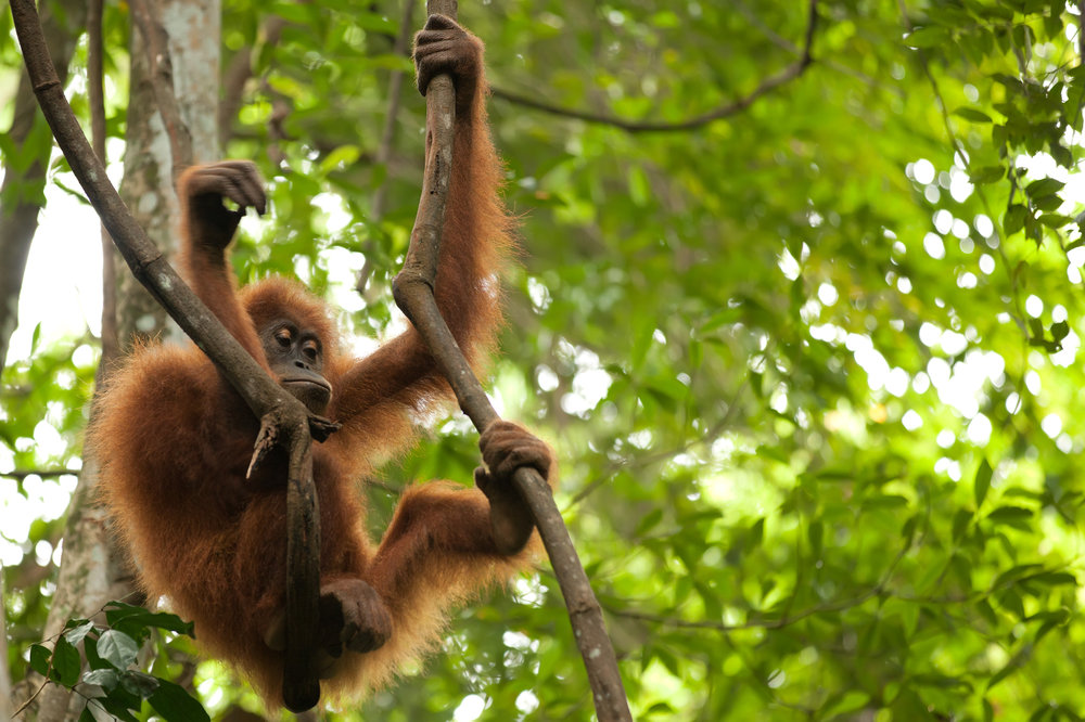 Orang+Utan+01.jpg