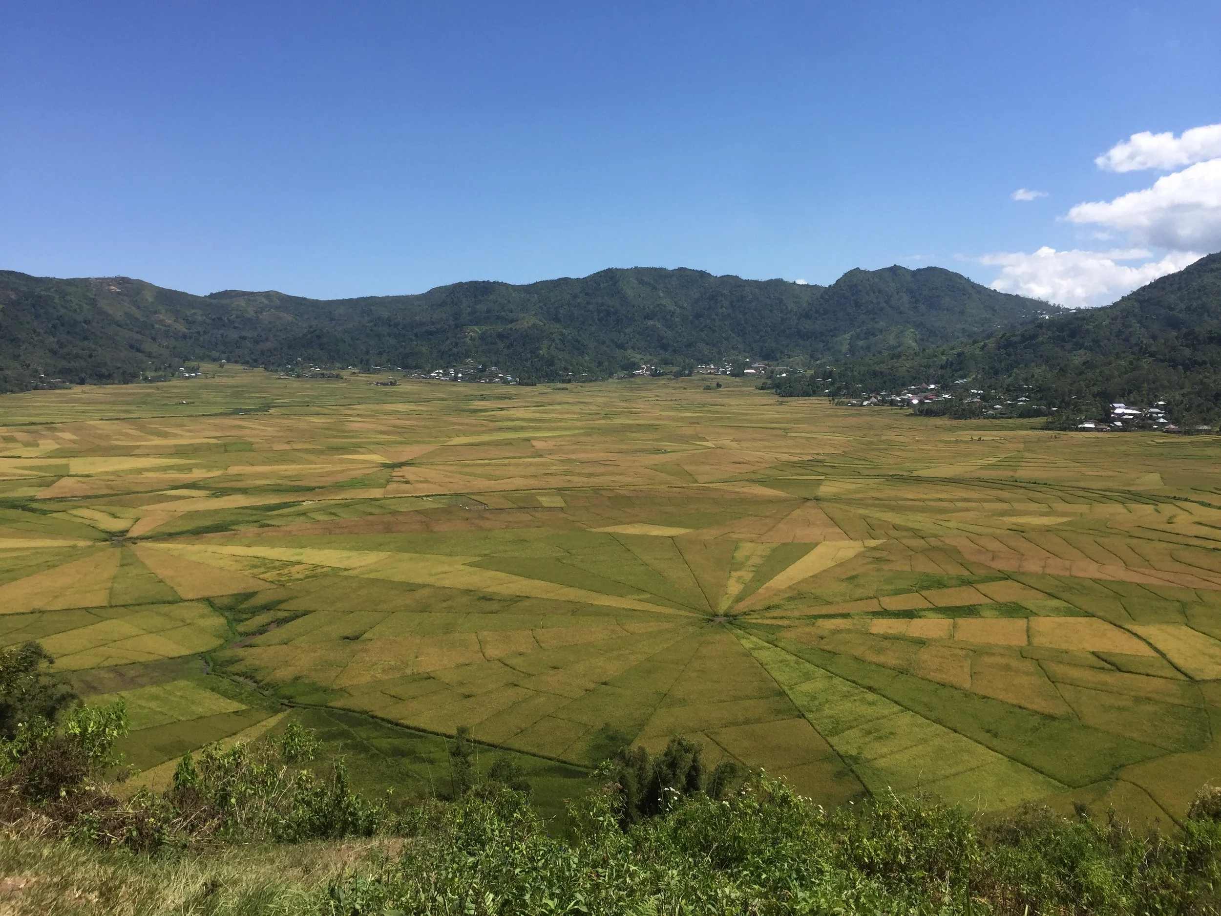 cancar rice field.jpg