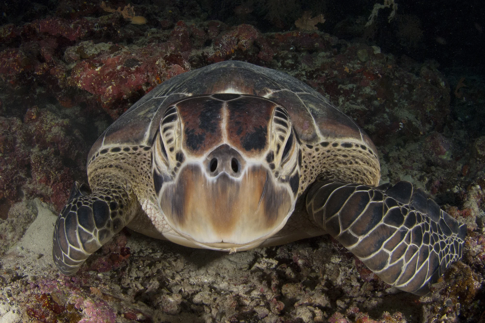 turtle.jpg