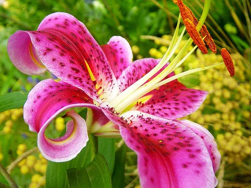 Asiatic-Lily.jpg