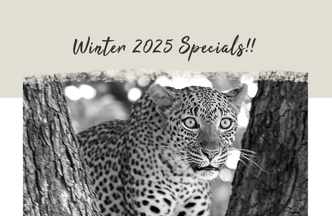WINTER 2025 SPECIALS ARE HERE!

We have some great new trips, classic walks, and some really affordable winter specials designed for people who want to experience a MTS safari but have a limited budget. 

Check out these amazing safari deals by going