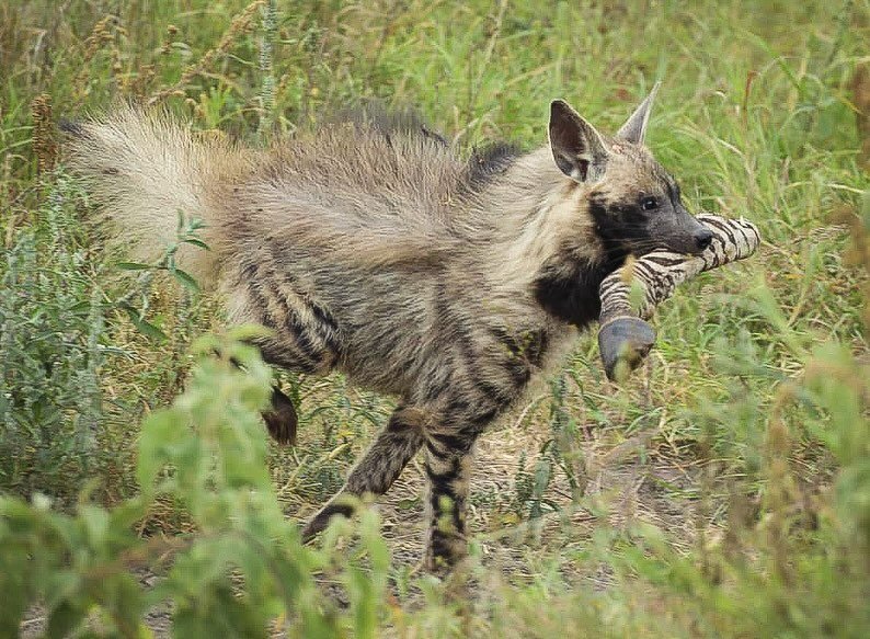 Striped hyena with zebra leg. Captured by our own guide James Nasary on safari at our Great Rift Valley private reserve. 

#wildlifephotography 
#safariadventures
#tailoredexperiences
#travelphotography
#explore
#discerningtraveler
#bespokeadventures