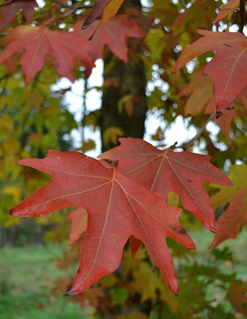 Platanus orientalis ‘Rockhampton Autumn Red’ (Oriental Plane)