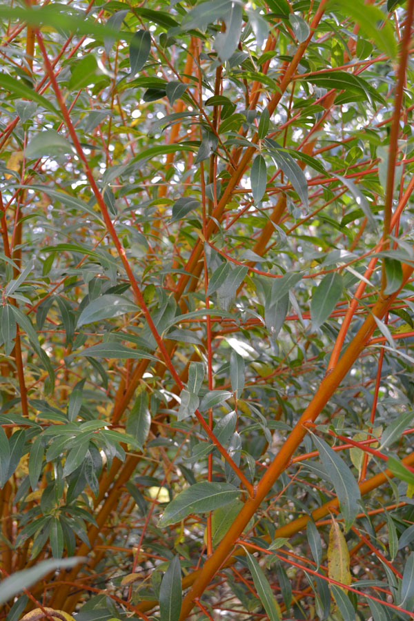 WILLOWGENERIC.jpg