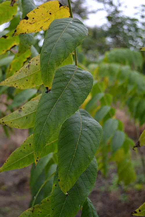 blackwalnut.jpg