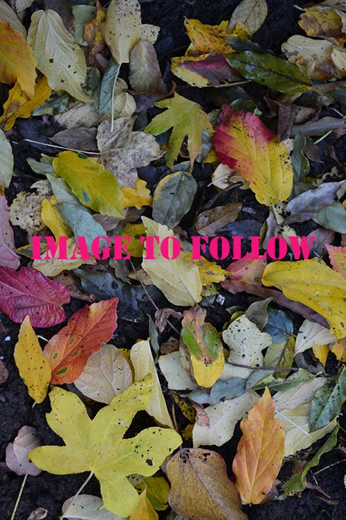 IMAGETOFOLLOWLEAFLITTER.jpg