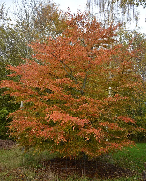 Carpinus betulus Rockhampton Red (CBRR) — Mount Pleasant Trees
