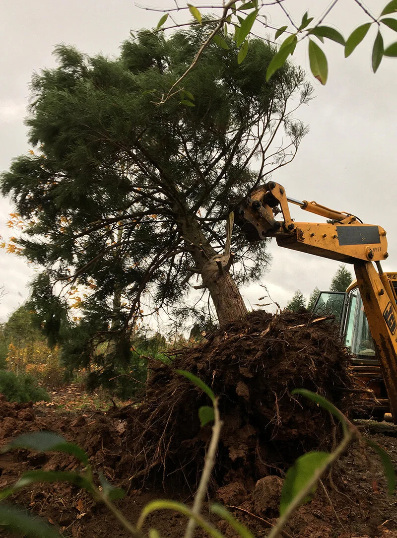 jcbredwood.jpg