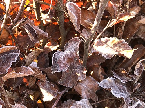 frostbeech.jpg