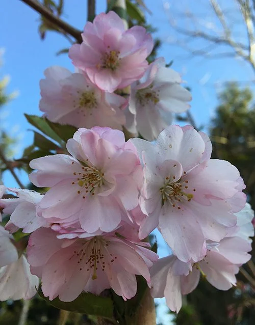 5x Ornamental Flowering Cherry LATE SEASON LUCKY DIP SALE
