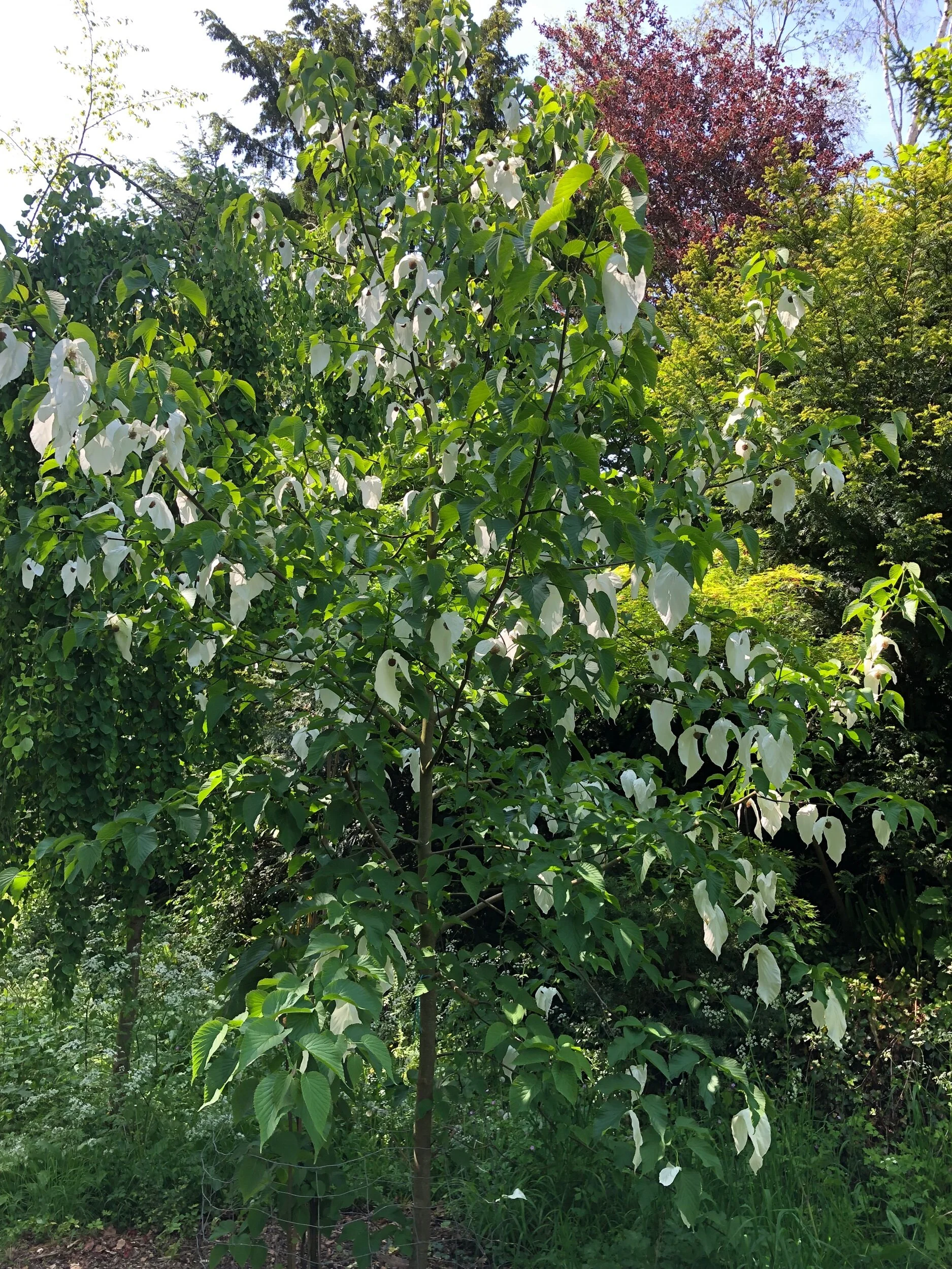 C2FE62B0-06A9-4211-94D6-20410F086339