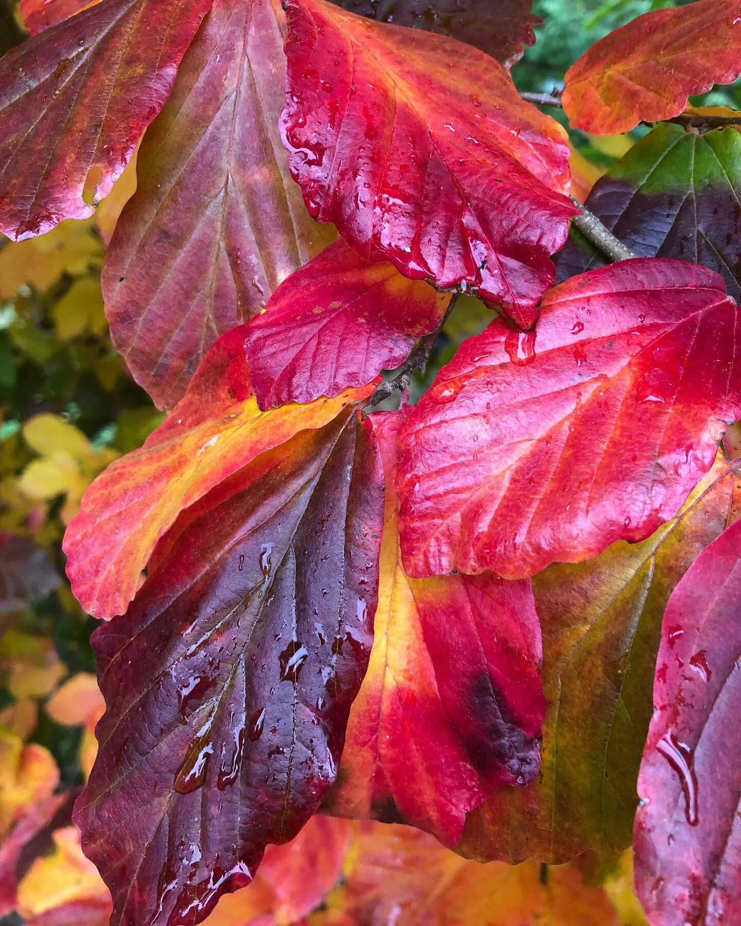 Mount Pleasant Trees