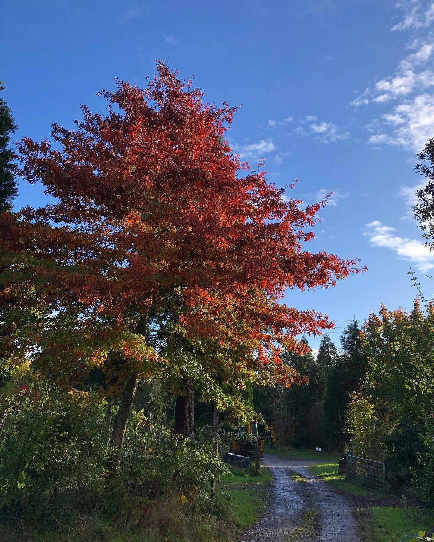 Mount Pleasant Trees