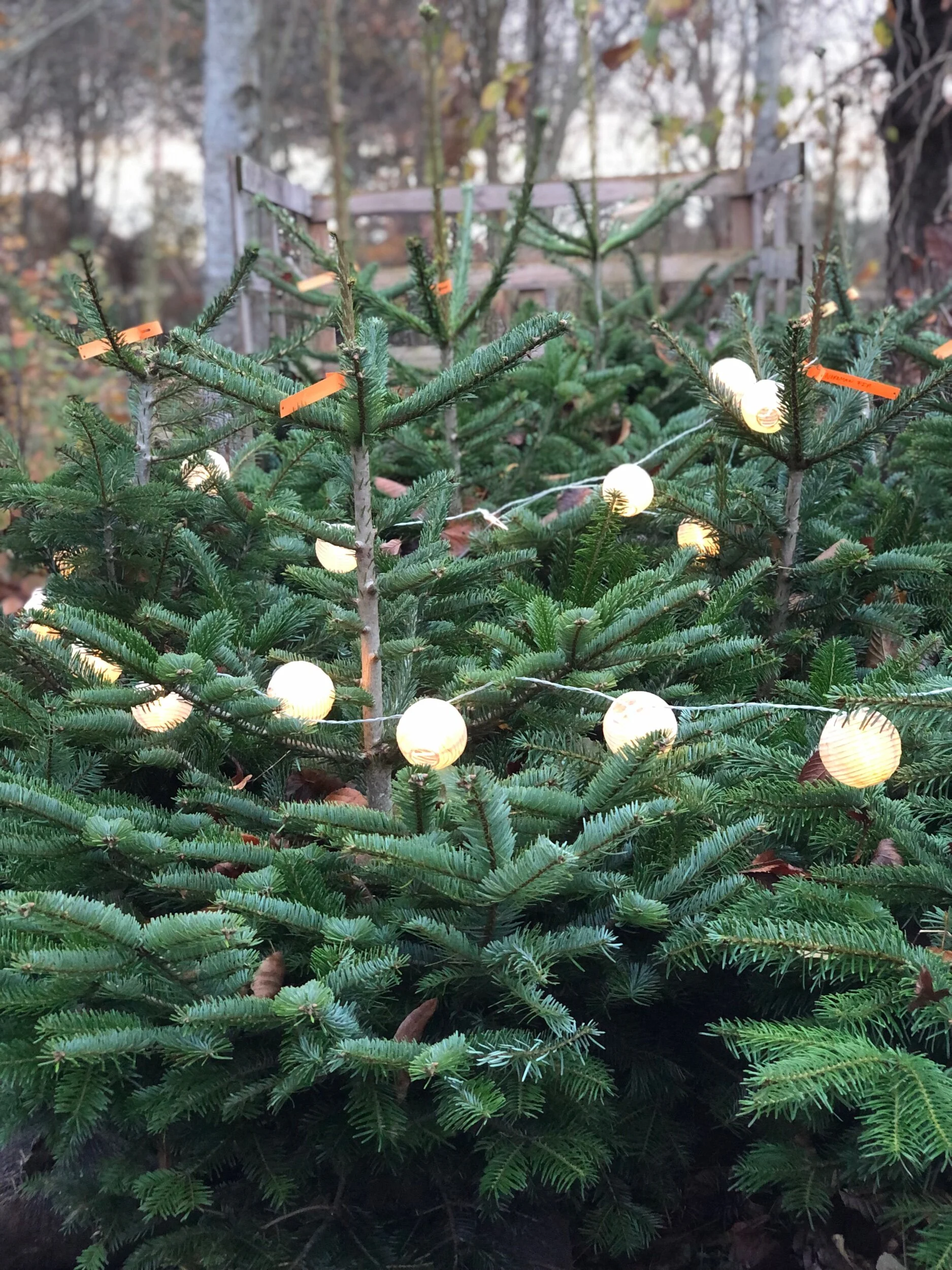 AA5C6A09-EE6F-4D26-82C8-19D63DBB87B8