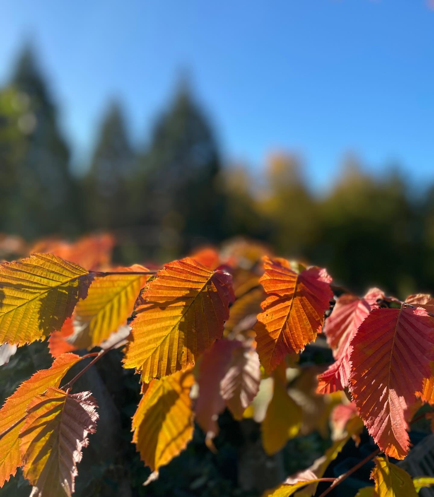 Carpinus bet. &lsquo;Rockhampton Red&rsquo; on the move. #autumn🍁 #autumncolours #hornbeam #treenursery
