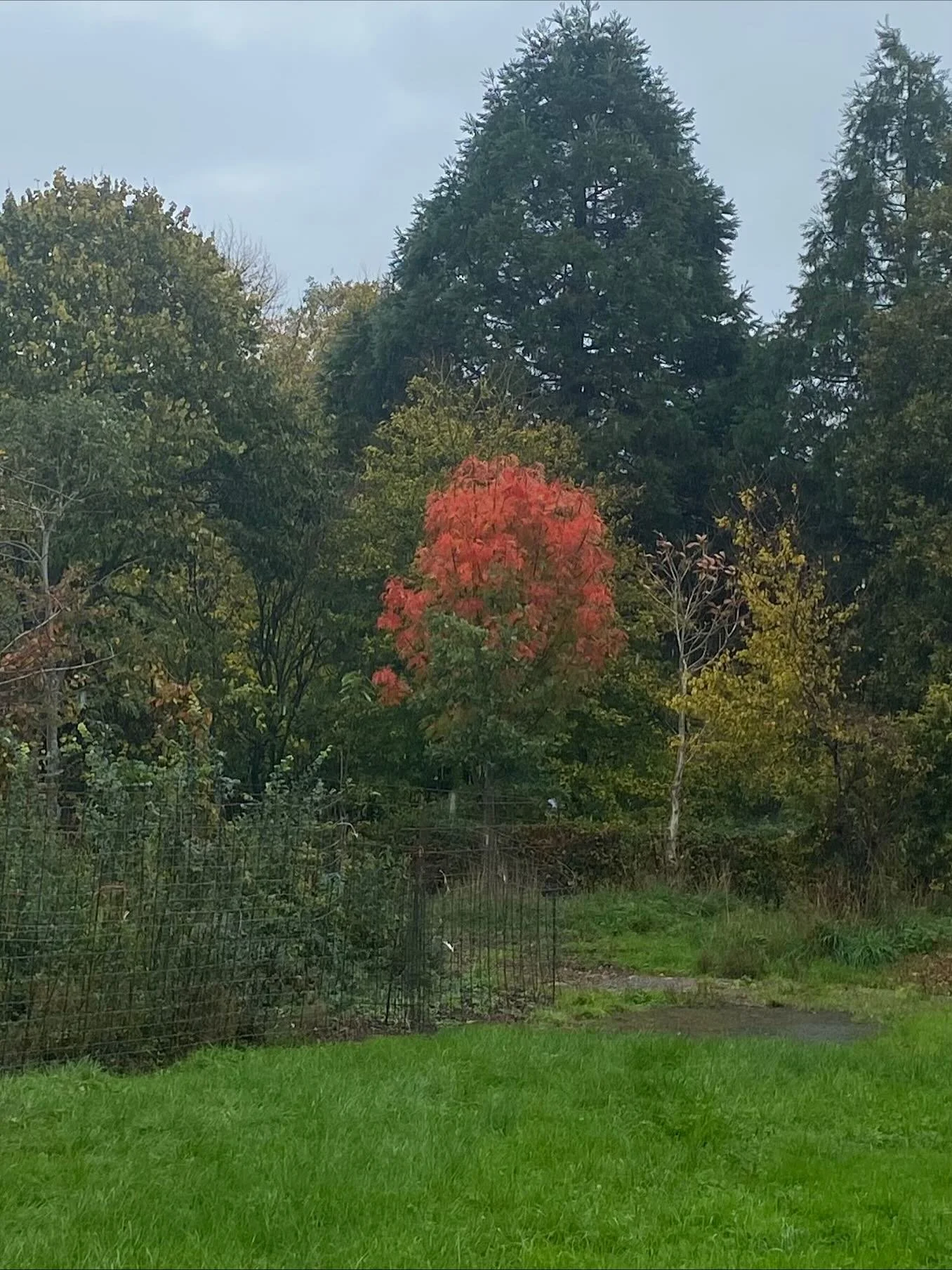 Igniting a dank day. #sorbusolympicflame #rowan #treenursery #autumn🍁