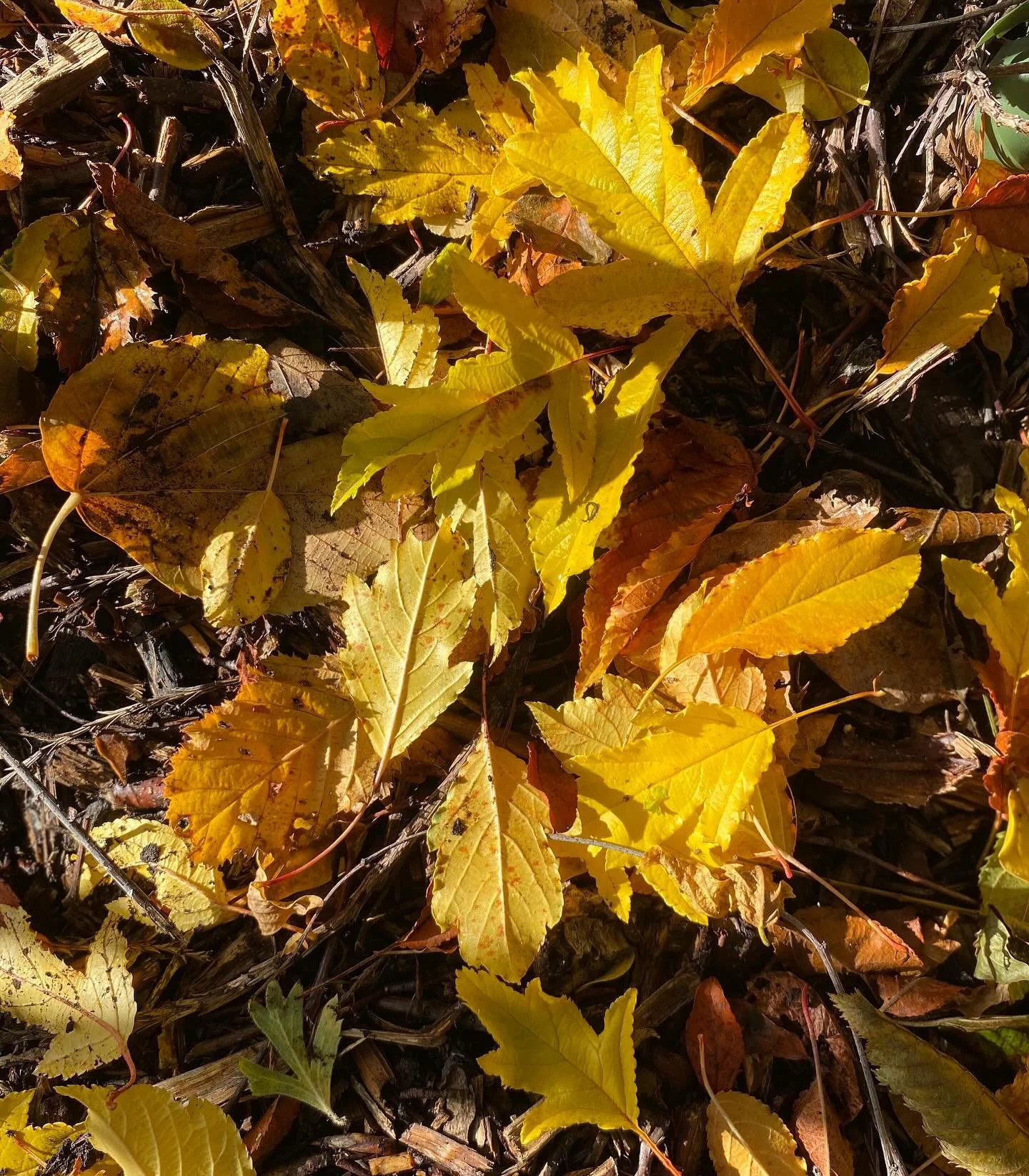 Malus transitoria litter. #crabapple #malustransitoria #autumn #treenursery