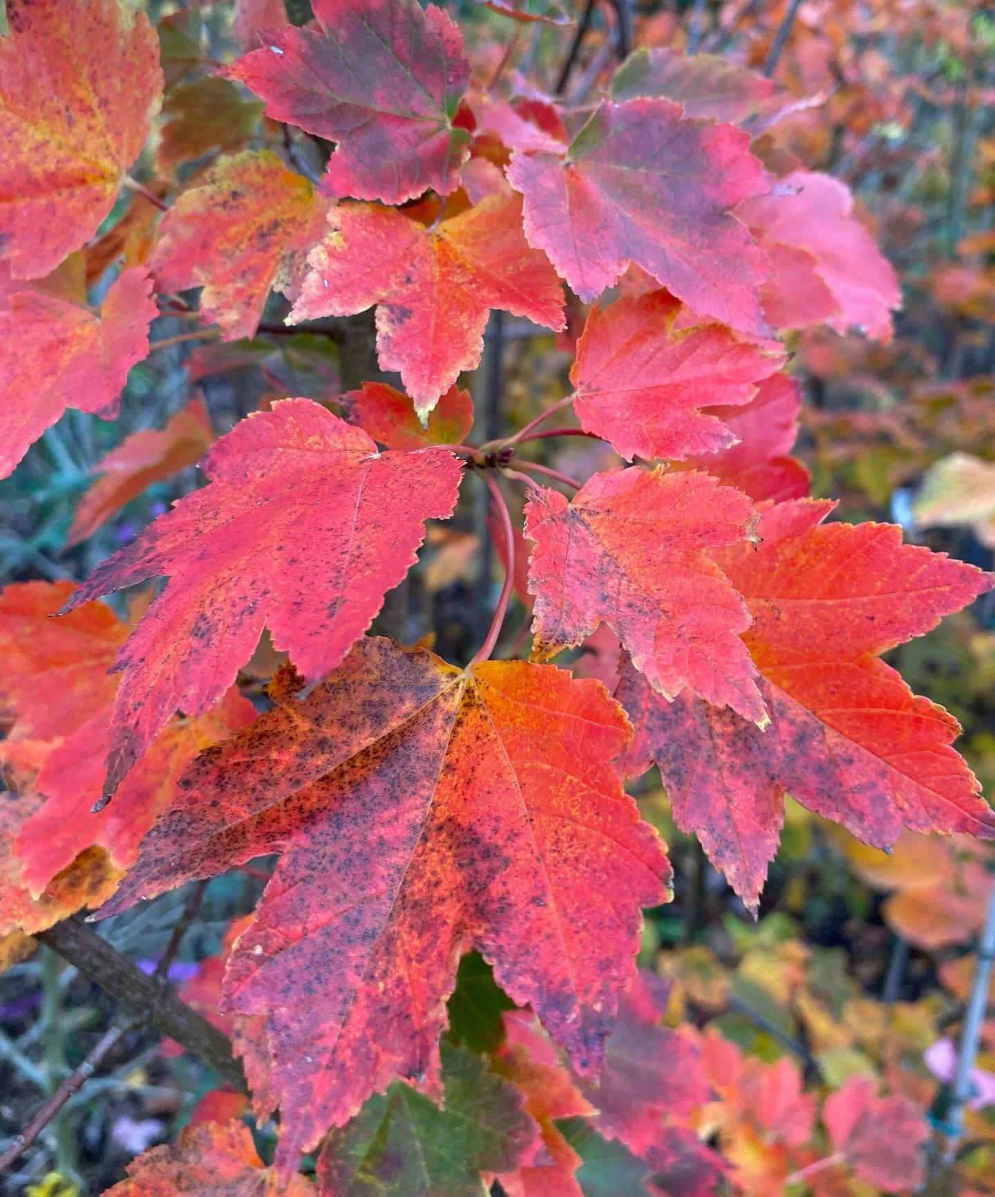 Acer freemanii &lsquo;Morgan&rsquo; wringing out the last of the autumn show. #maple🍁 #acerfreemanii #autumn #treenursery