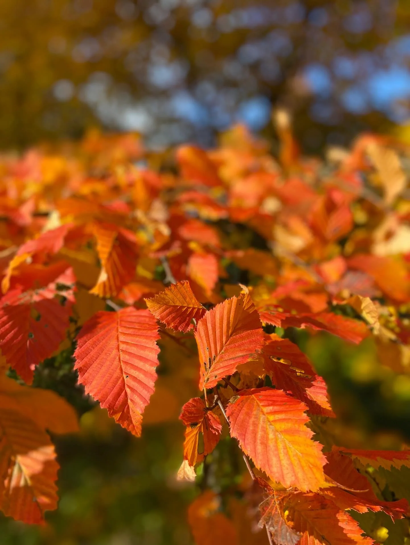Final flourish for the &lsquo;Rockhampton Red&rsquo;. #hornbeam #autumn #autumnleaves🍂 #treenursery