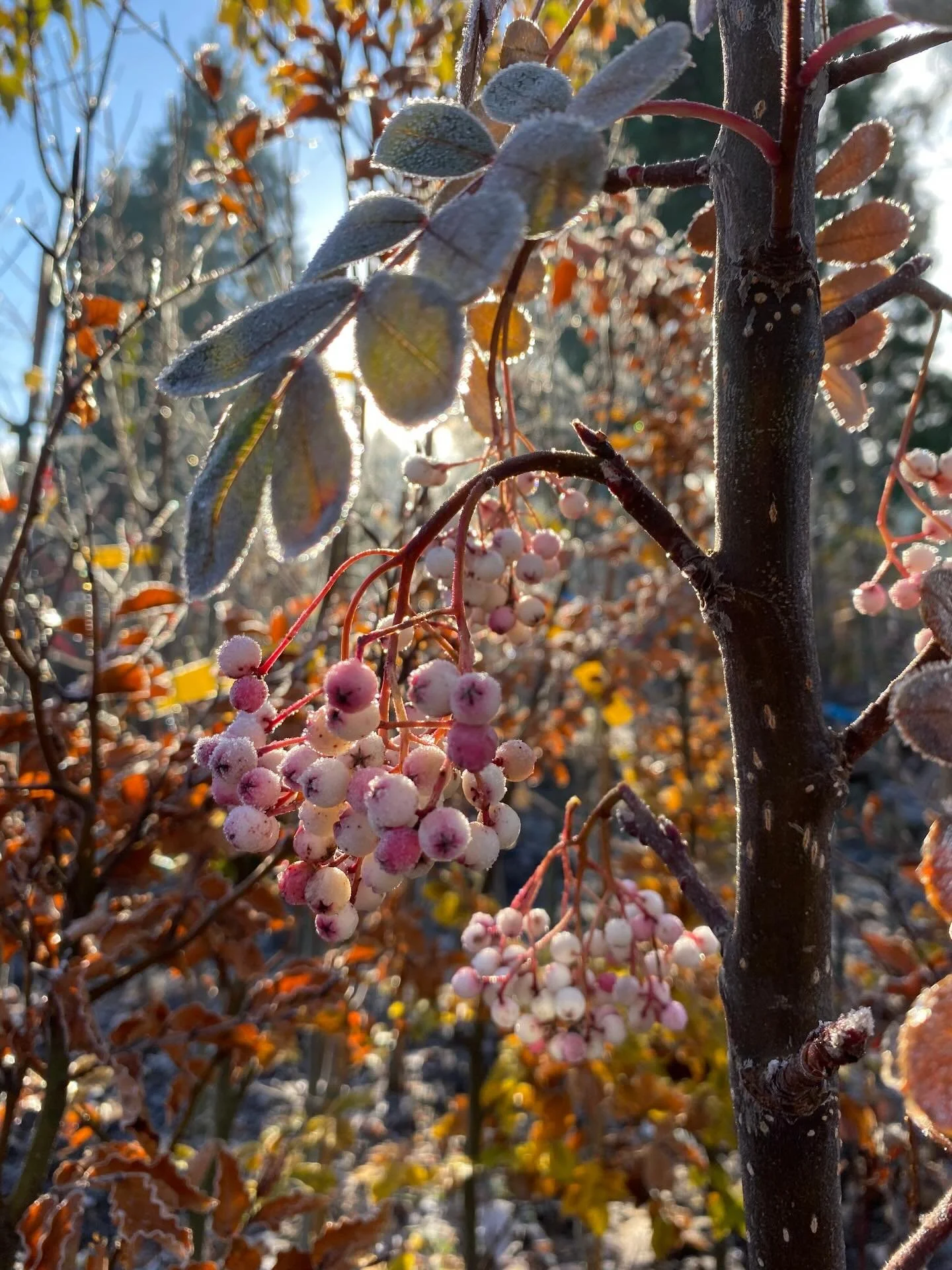 Sorbus hupe. &lsquo;Pink Pagoda&rsquo;. #rowan #sorbus #frost