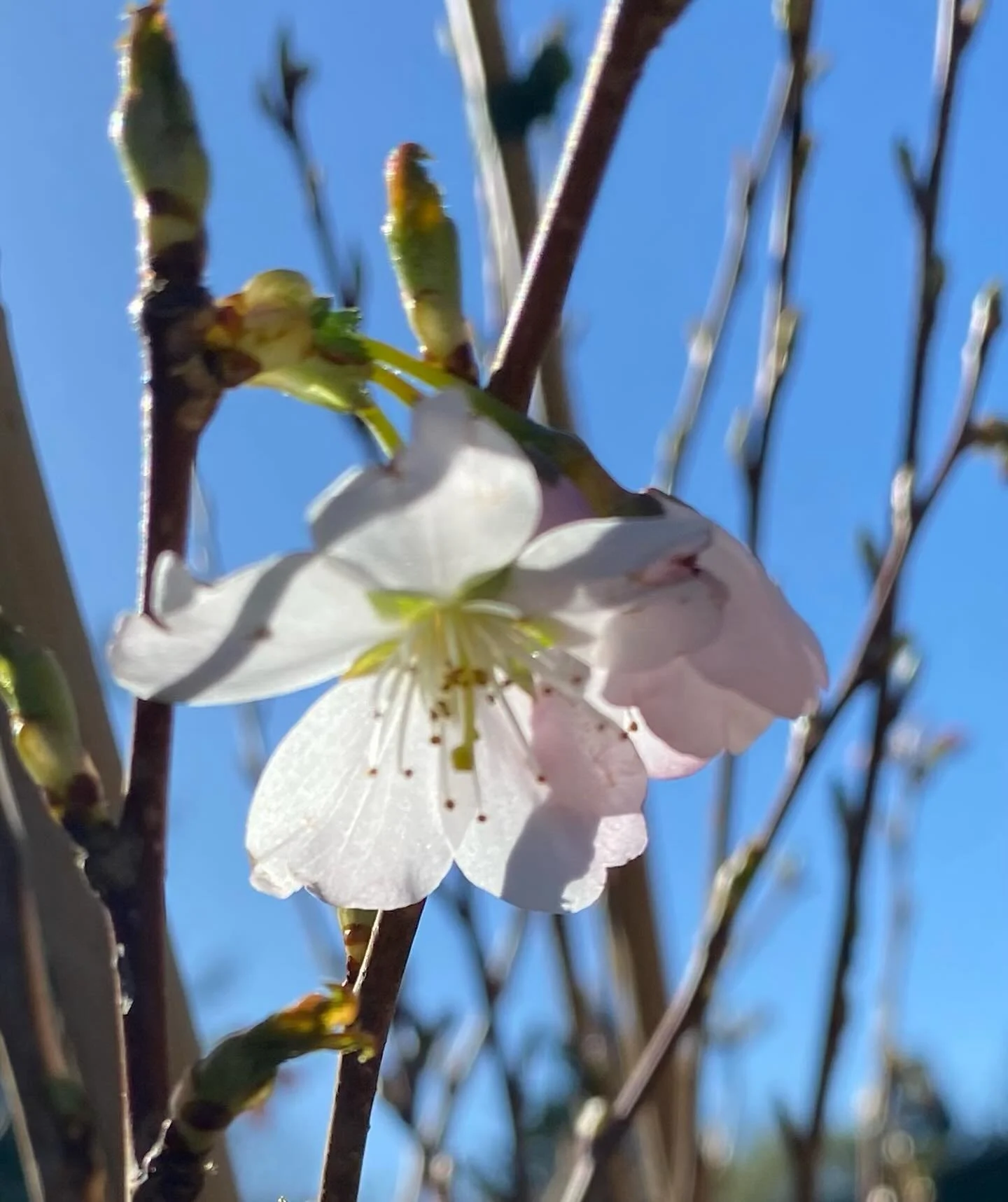 Prunus &lsquo;Pandora&rsquo; getting the show on the road. #blossom🌸 #japanesecherry #floweringcherry #treenursery