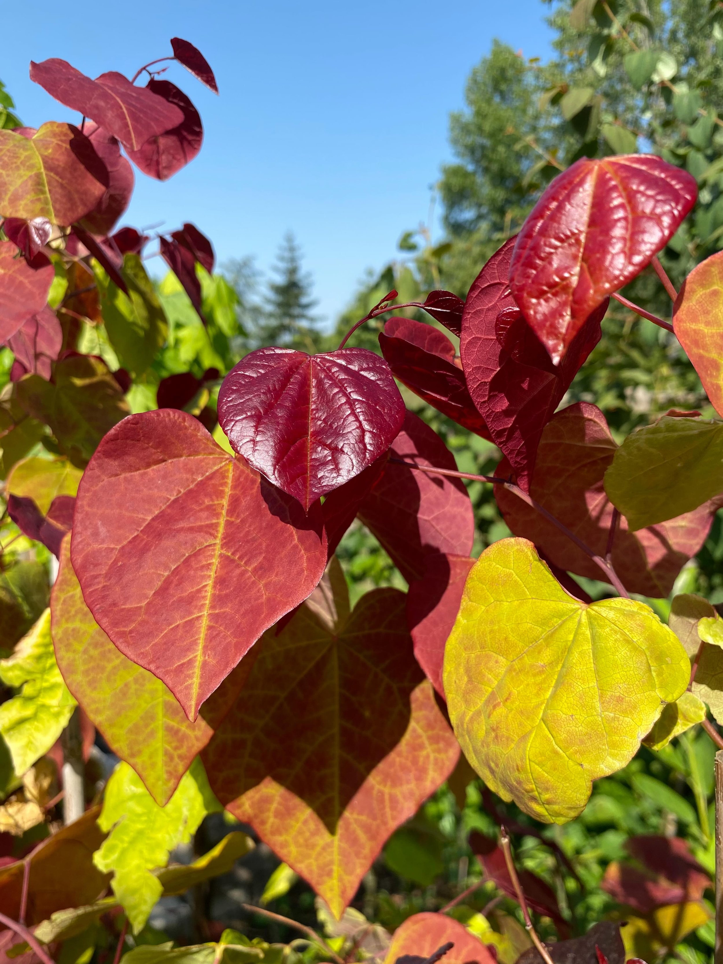 Cercis canadensis &lsquo;Eternal Flame&rsquo; matching the heat. #cerciscanadensis #treenursery