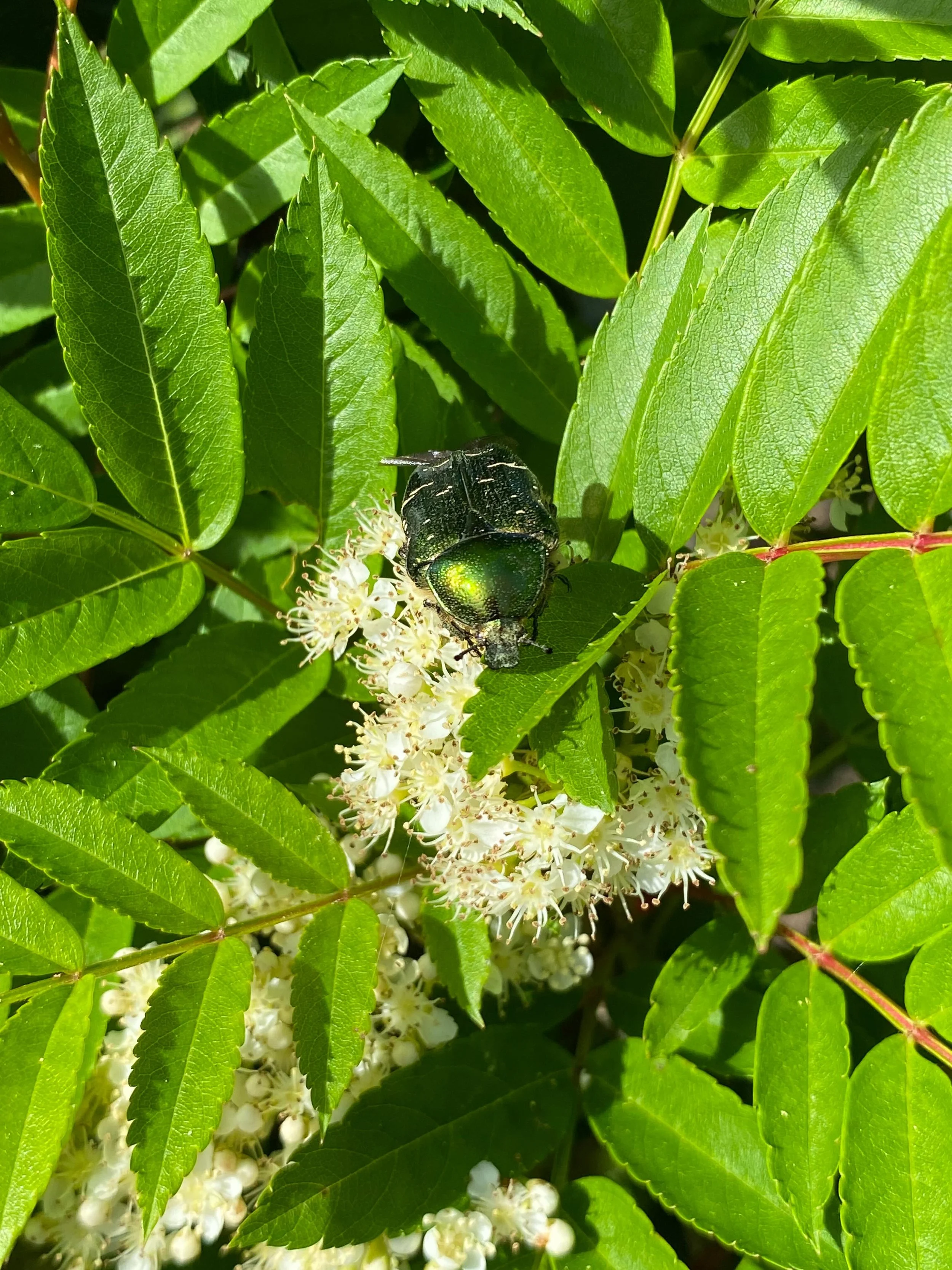 Rose chafer amongst the Sorbus. #sorbusautumnspire #rowanblossom #treenursery