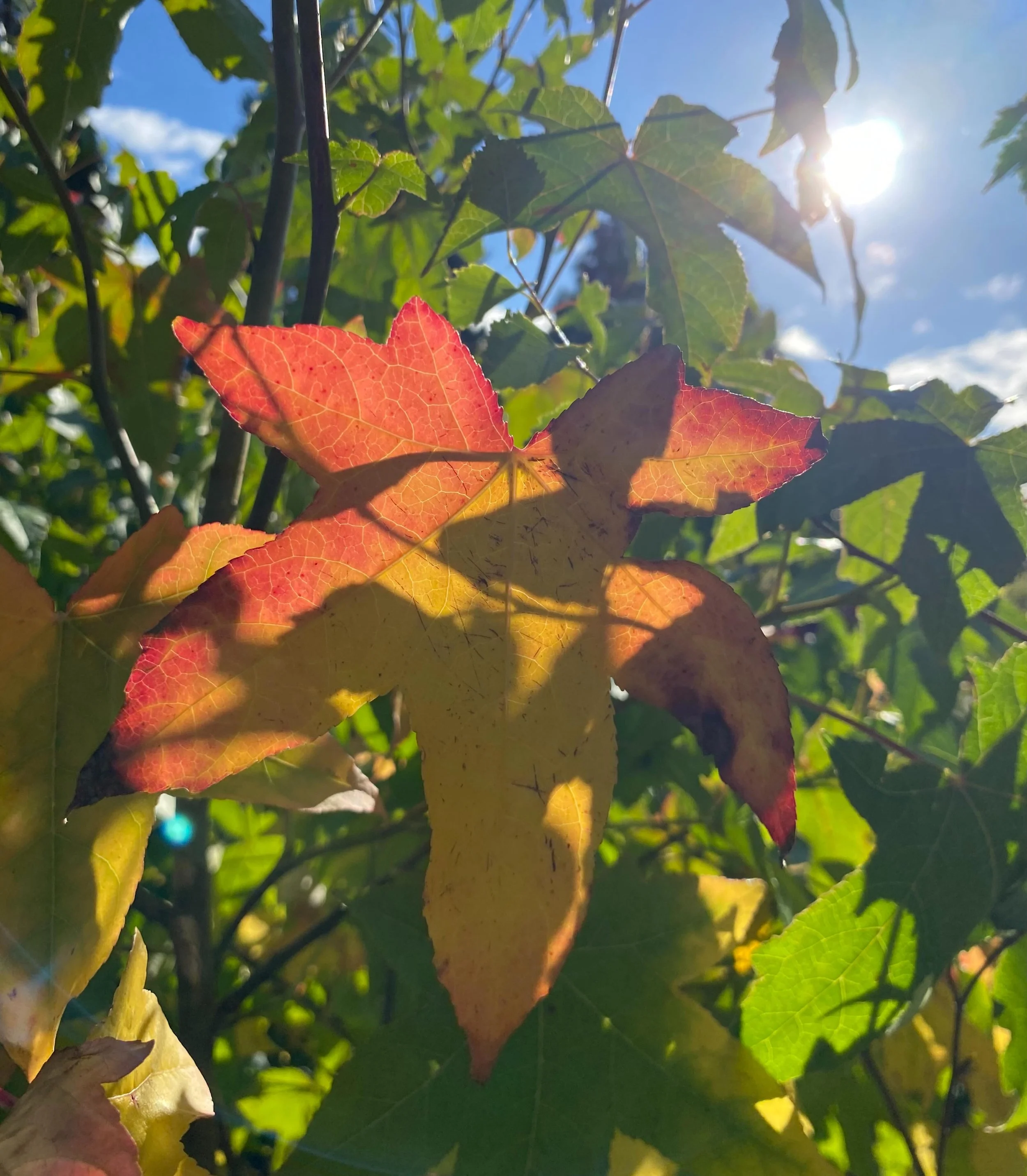 Sweetgum getting the autumn moves on. Bare-root lifting just over the brow. New season listings available now, link in bio. #liquidambar #autumnvibes🍁 #treenursery