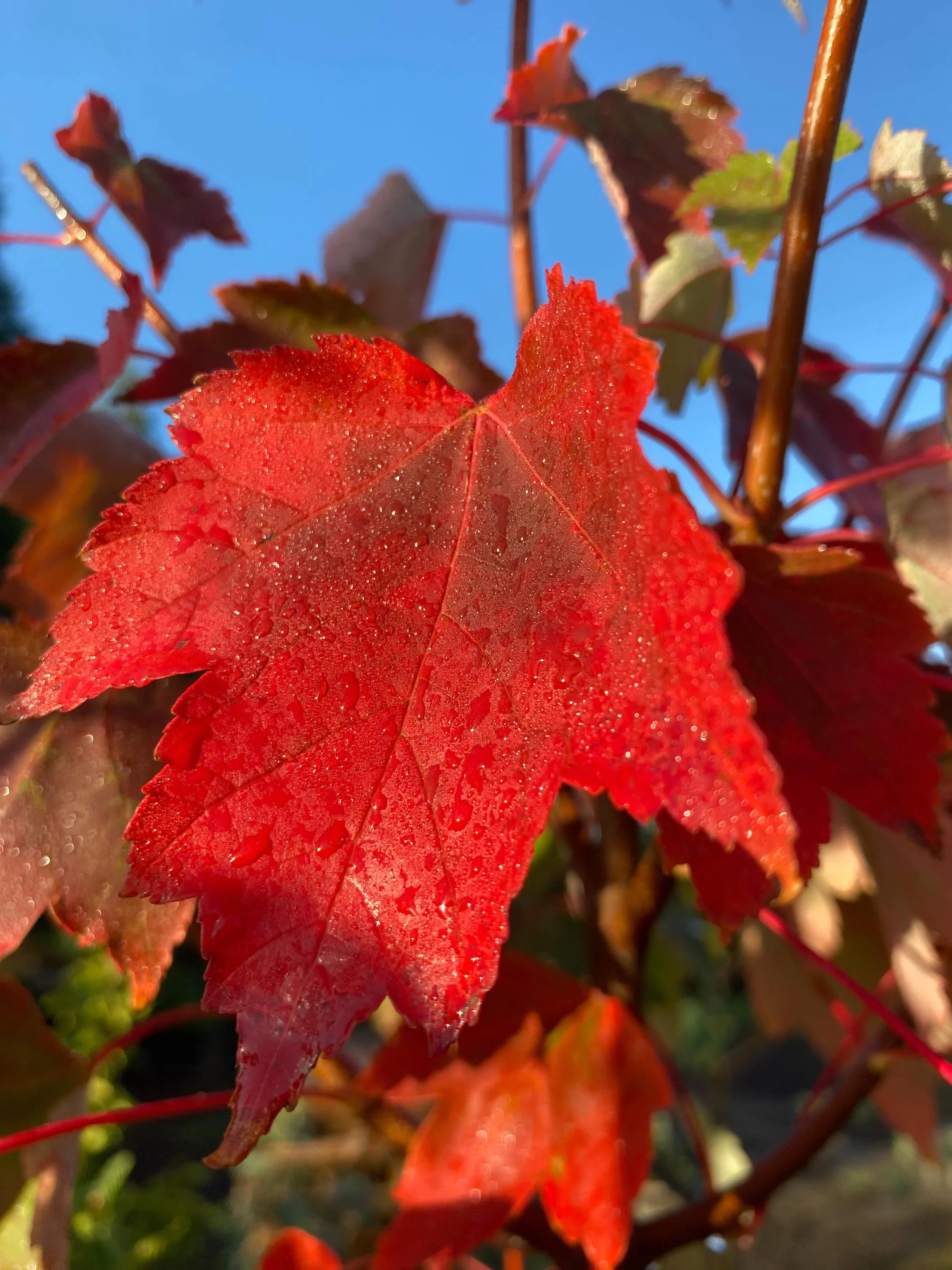 Acer rubrum &lsquo;Autumn Flame&rsquo; and many more stunning specimen trees lifting soon. #acerrubrum #maple🍁  #treenursery