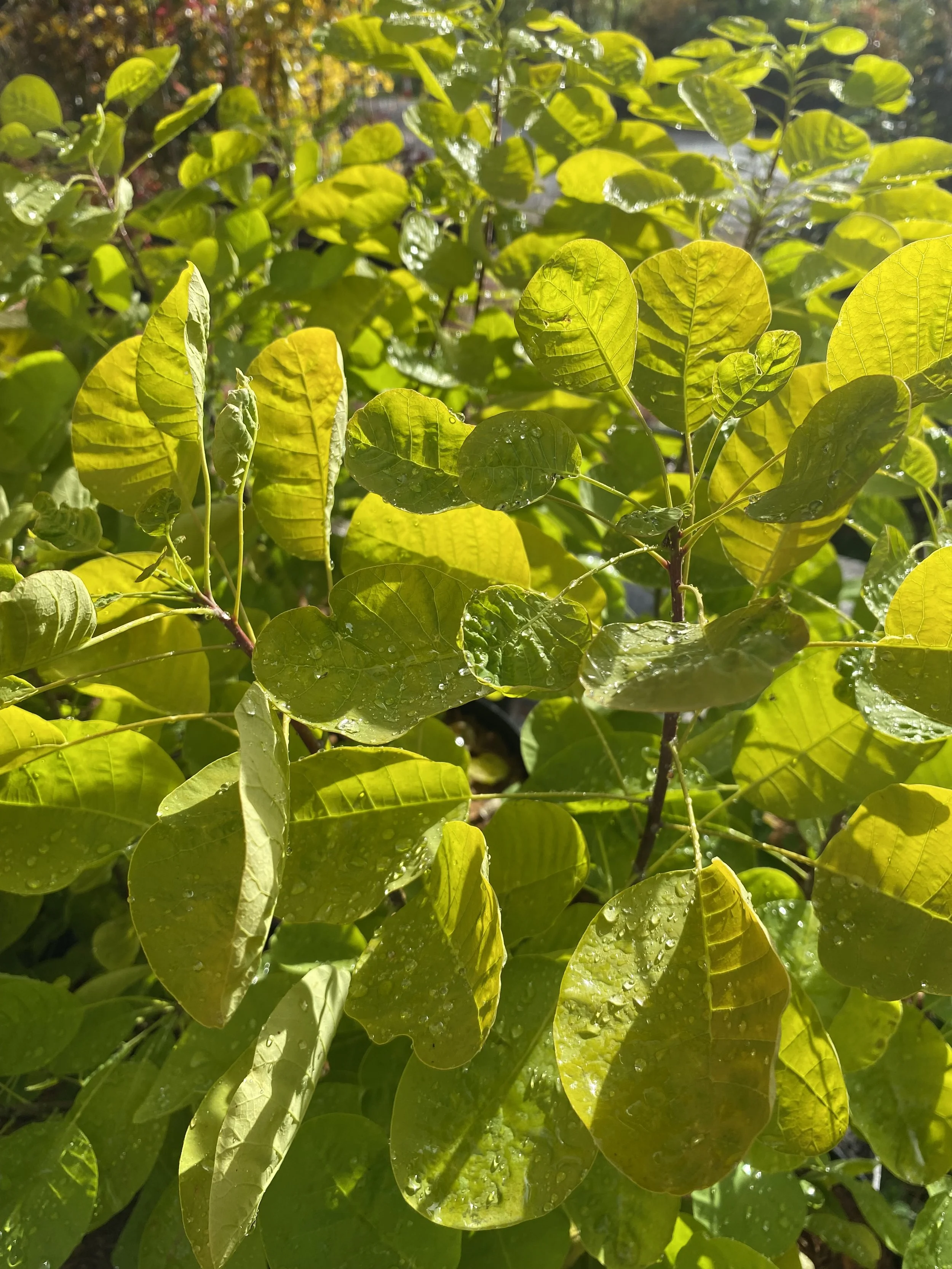 Cotinus coggygria ‘Golden Lady’